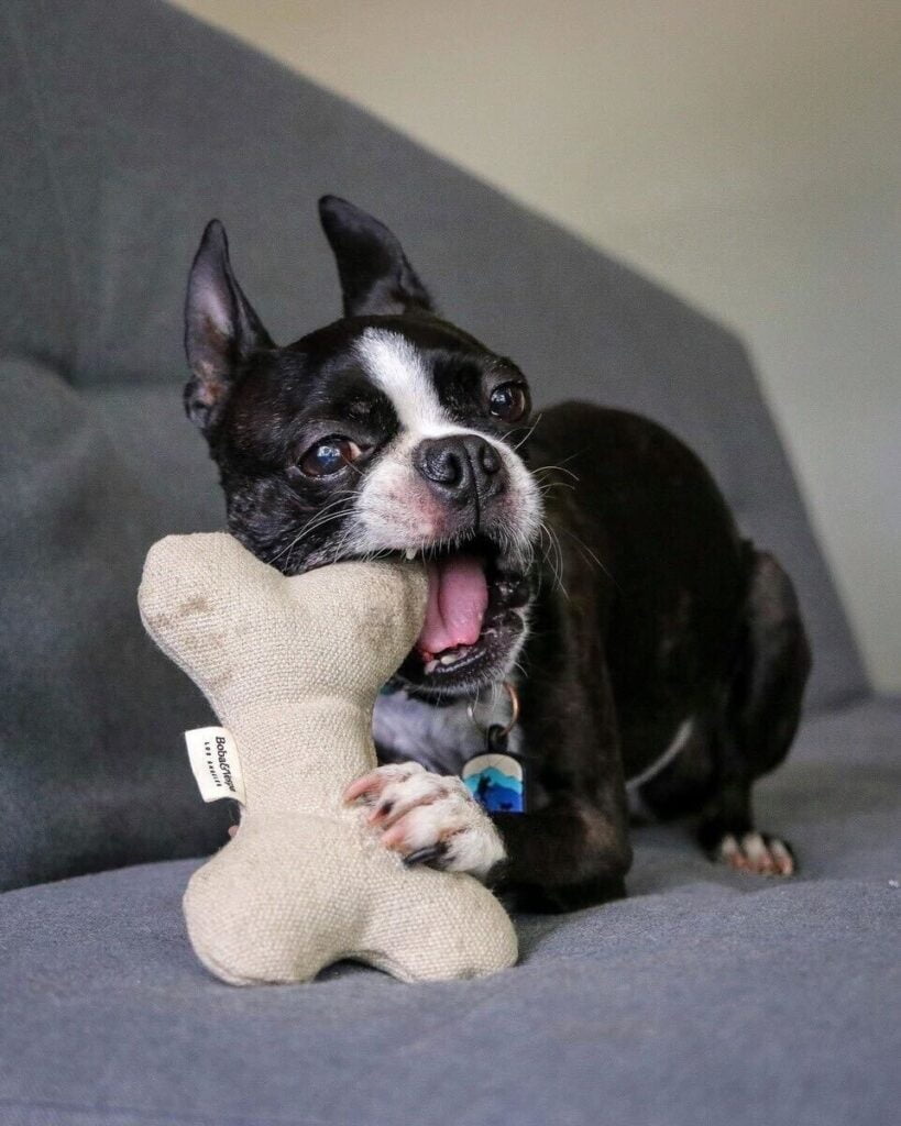 Voorkant -huisdier Verkoop IMG 3185 1 819x1024 1