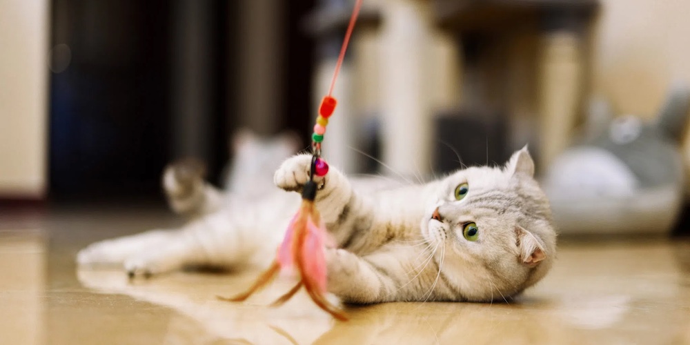Voorkant -huisdier Verkoop dangling cat toys