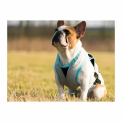 DRY Cooling Vest 7 DRY Cooling Vest -huisdier Verkoop dry cooling vest suitical 2