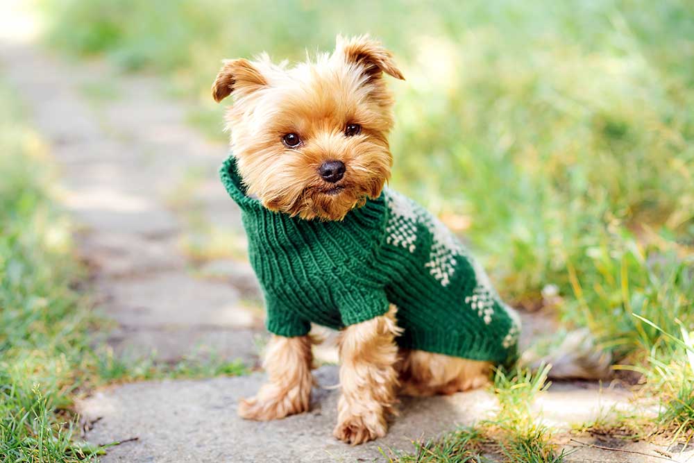 Voorkant -huisdier Verkoop petsthing dog clothes apparels outfits